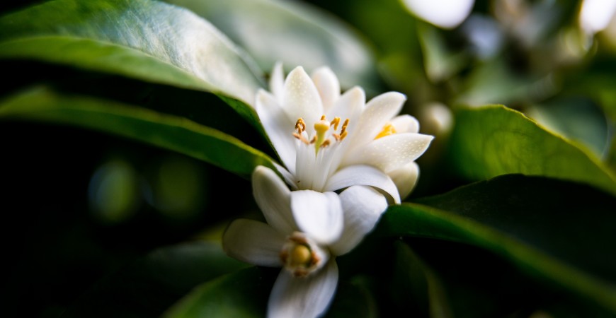 Olejek neroli - zapach kwiatu pomarańczy