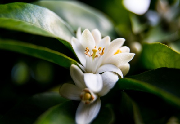 Olejek neroli - zapach kwiatu pomarańczy